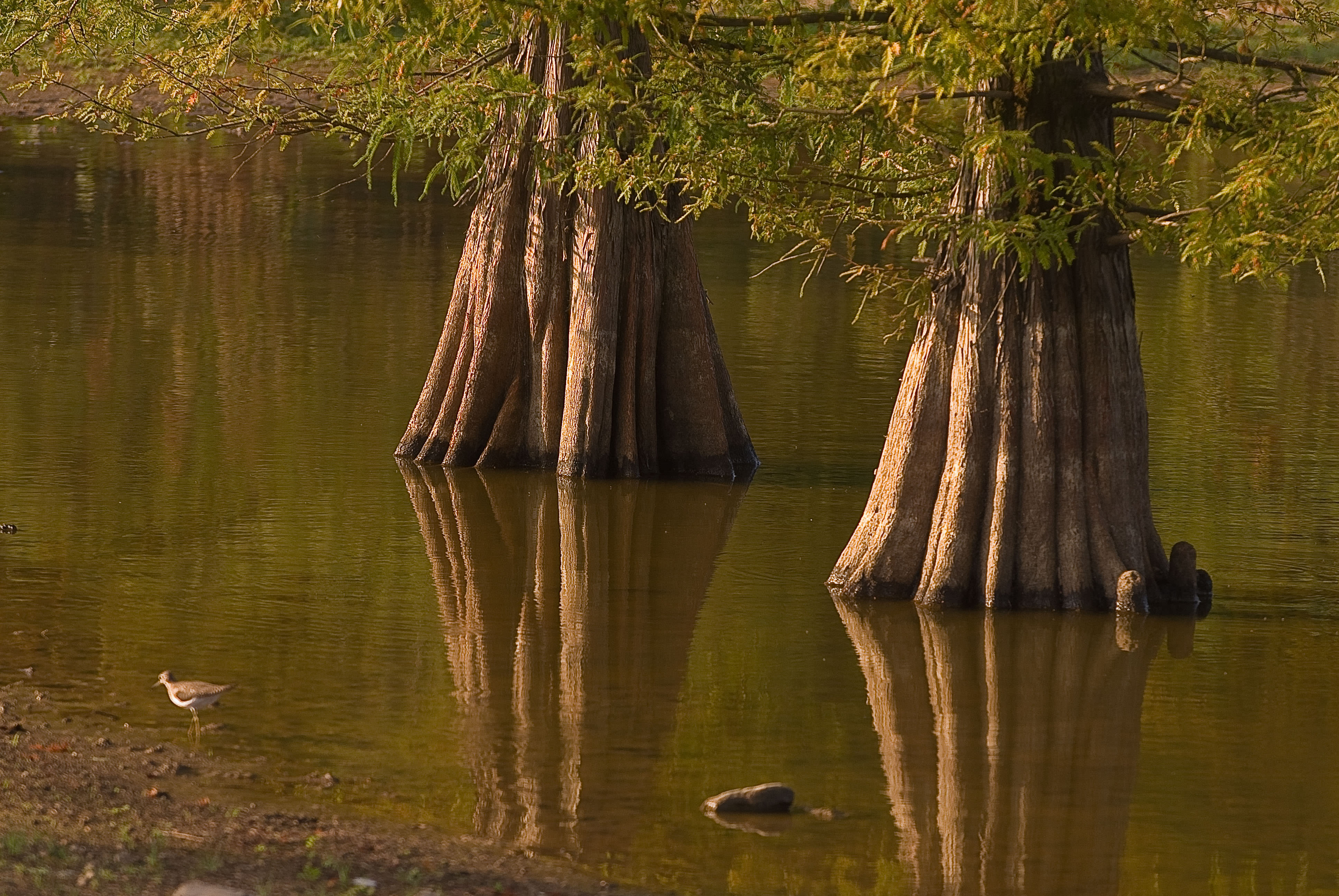 Water surrounds thick tree trunks.